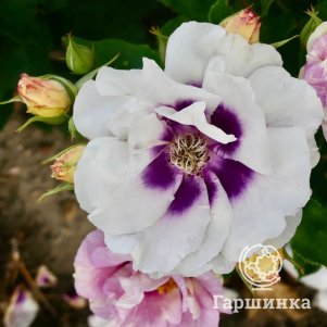 

Роза Айз фо Ю, Ворнер