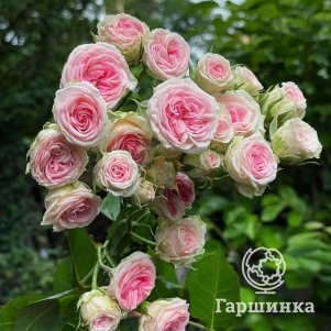 

Роза Мини Эден Роуз, Мейян