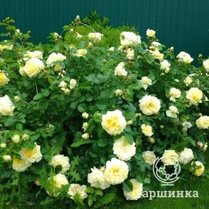 Роза Надя Мейдиланд, Мейян