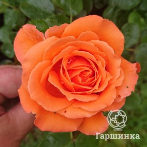 Роза Оранж Мейлав/Адобе Санрайз, Мейян