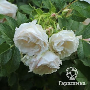 

Роза Поларис