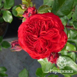 

Роза Ред Леонардо да Винчи, Мейян