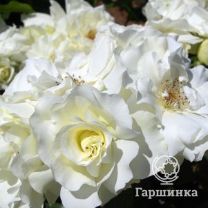 Роза Вайт Мейдиланд, Мейян