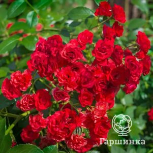 

Роза Ред Фейри миниатюрные, Тантау