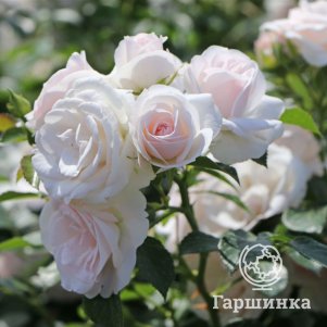 Роза Аспирин Тантау