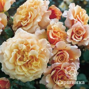 Роза Карамелла кустарниковая, Кордес