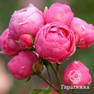 

Роза Помпонелла флорибунда, Кордес