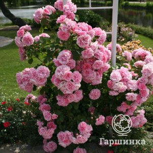 

Роза Ютерcен Розенпринцессин кустарниковая, Кордес