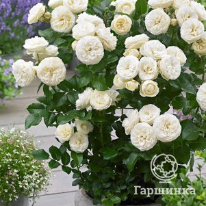 Роза Артемис кустарниковая, Тантау