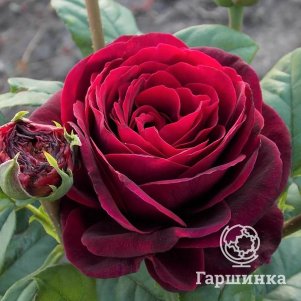 

Роза Астрид Графин фон Харденберг кустарниковая, Тантау