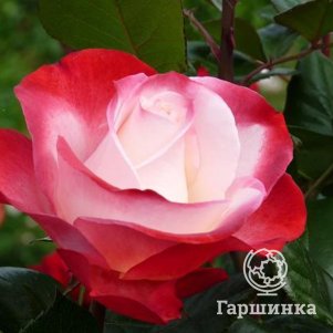 Роза Ностальжи чайно-гибридная, Тантау