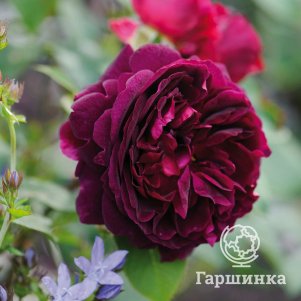 

Роза Манстед Вуд кустарниковая, Питомник роз
