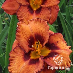 

Лилейник Сан Луи Хэллоуин