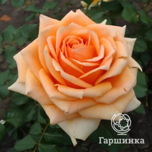 

Роза Кингс Прайд (Гордость королей) чайно-гибридная кремовая