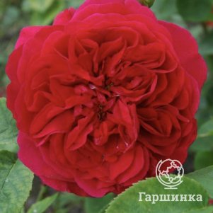 

Роза Л.Д. Брейтуейт
