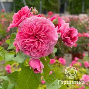 

Роза Четыре сезона