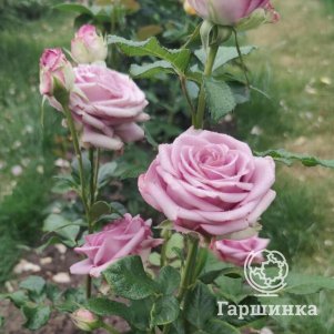 Роза Кул Ватер чайно-гибридная