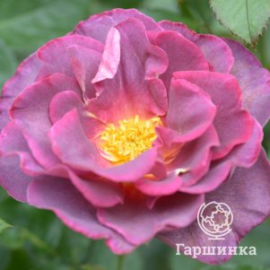 

Роза Блаувештадт