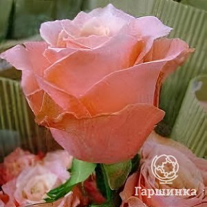 Роза Деметра