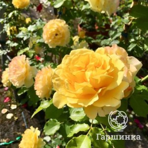 

Роза Римоза