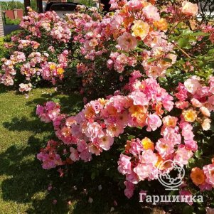

Роза Джаз почвопокровная