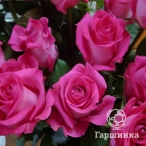 

Роза Хи Хо