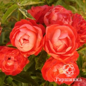 

Роза Оранж Морсдаг
