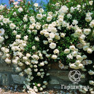 

Роза Си Фоум