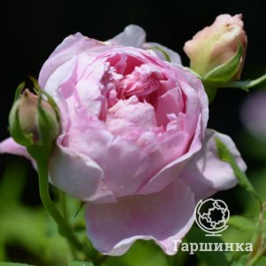 

Роза Зе Инжениус Мр.Файечайлд
