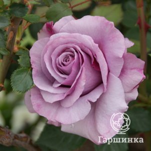 Роза Лавендер Кристалл
