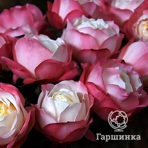 

Роза Принцесса Суки