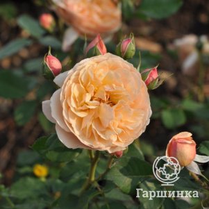 

Роза Эвелин Уайлд