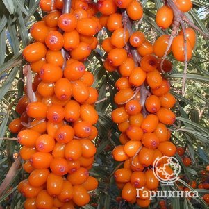 Облепиха Великан