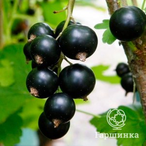 Смородина Бенхоп черная