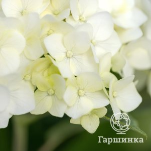 

Гортензия Фловер Вау древовидная