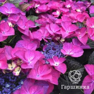 Гортензия Дарк Ангел крупнолистная