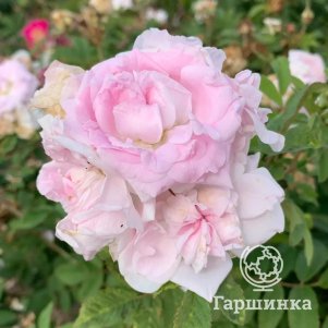 Роза Мартин Фробишер канадская парковая