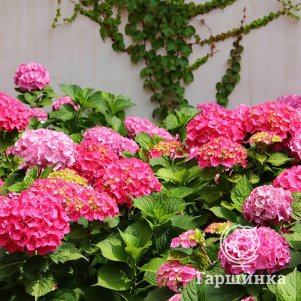 

Гортензия Джип Пинк крупнолистная (макрофила)