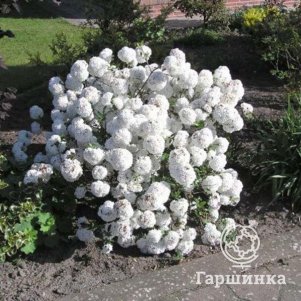 Калина Эскимо