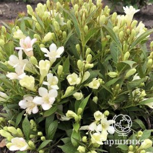 Вейгела Пикобелла Бьянка