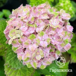 Гортензия Вибрант Верде крупнолистная (серия Рембрандт)
