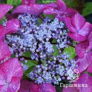 

Гортензия Селина крупнолистная (макрофила)
