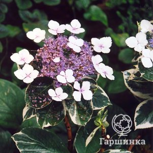 

Гортензия Триколор крупнолистная