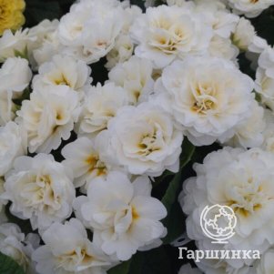 

Примула Беларина Ванилла