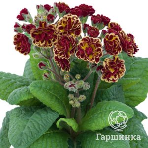 

Примула Персиан Вейв полиантовая