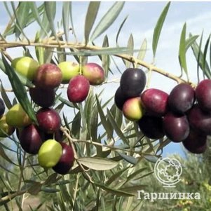 

Олива Пикуаль