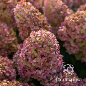 

Гортензия Литл Хотти метельчатая