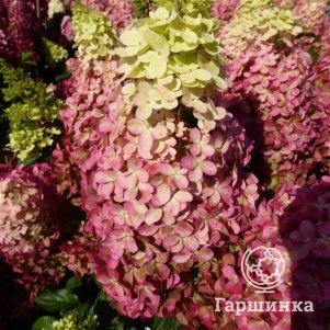 Гортензия Пантеон метельчатая