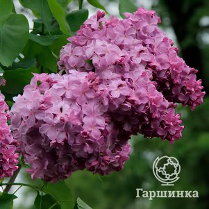 

Сирень Маршал Бирюзов