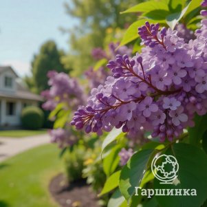 

Сирень Миднайт